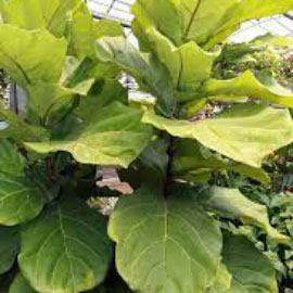 Ficus Llyrata Fiddle Leaf Fig