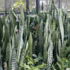 Sansevieria Trifasciata Snake Plant Mother In Laws Tongue