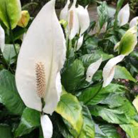 Spathiphyllum Wallisii Peace Lily